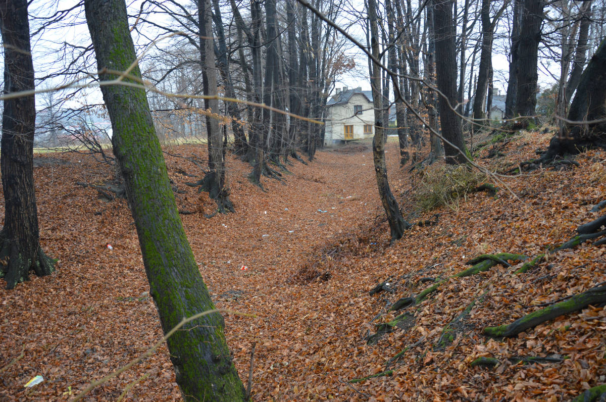 Jesienny las z lekkim wgłębieniem, pozostałością po fosie
