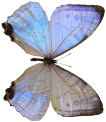 motyl