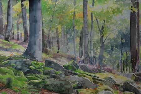 Zdjęcie przedstawia pejzaż lasu. Na pierwszym planie szare kamienie, porośnięte gdzieniegdzie zieloną trawą, w tle drzewa - szare konary - zielone liście.